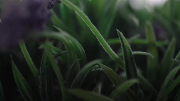 feuilles vertes et fleurs floues de jacinthe pourpre de plante en pot 