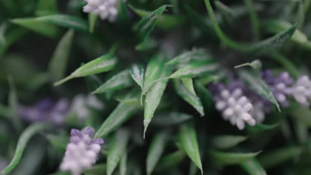 Csodálatos jácint cserépben zöld levelek lila virágok — Stock videók