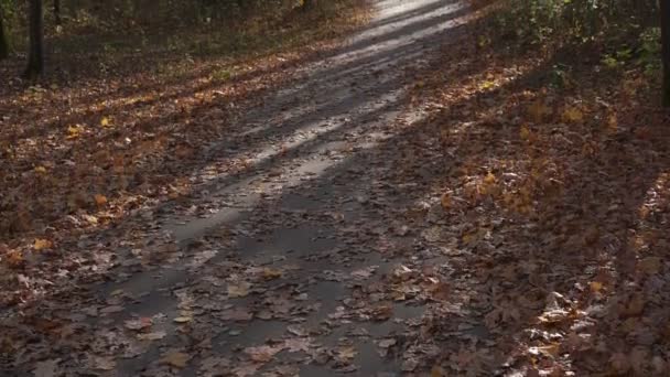 Winding park path covered with brown and orange leaves — Stockvideo