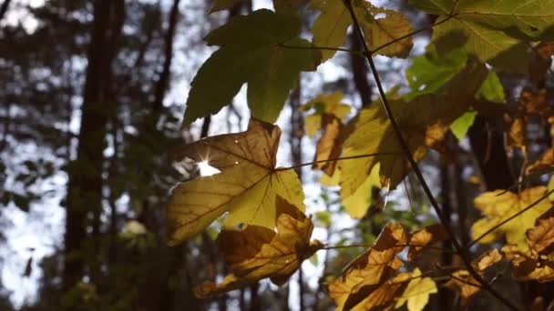feuilles d'érable picturales de couleur verte et jaune gros plan 