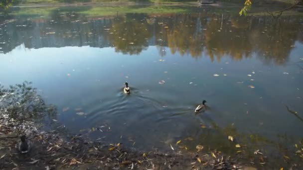 Enten schwimmen im See vor goldenem Park mit Laub bedeckt — Stockvideo