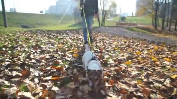 Flicka håller hund och husdjur promenader på gräs täckt med löv — Stockvideo