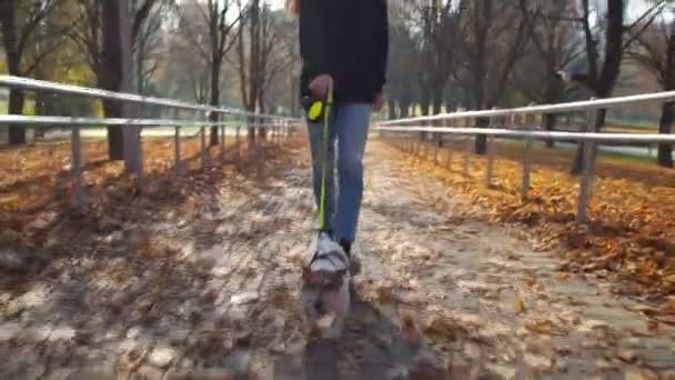 Perro divertido corre adelante con correa caminando con chica en el parque — Vídeo de stock