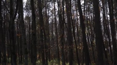 Sonbahar parkı, parlak gökyüzü, parlak güneş ışığı, yavaş çekim.