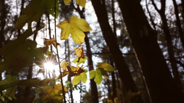 Rama de arce con hojas de color bajo la luz del sol de otoño — Vídeos de Stock