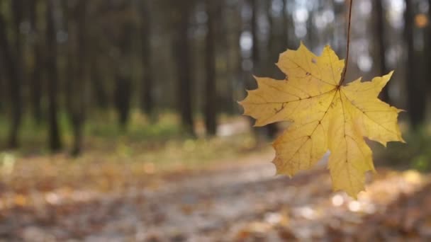 Close bright yellow leaf sways against blurred trees in park — Stock Video