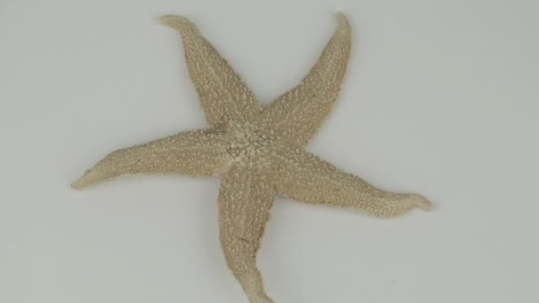 Estrela-do-mar de cor amarela gira na superfície à luz — Vídeo de Stock