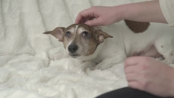 Menina proprietário mão animais de estimação branco e marrom pequeno cão grávida — Vídeo de Stock