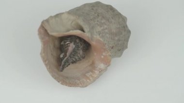 Yuvarlak kabuklu kabuklular kahverengi renkte yakın plan çekimler yapar.