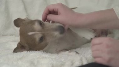 Genç kadın el hayvanları Sevimli küçük hamile köpek ağızlığı
