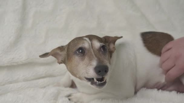 Mooie kleine hond ligt op witte handdoek en gromt bij dame — Stockvideo