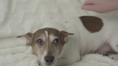 Manikürlü genç kadın eli. Küçük hamile köpek.