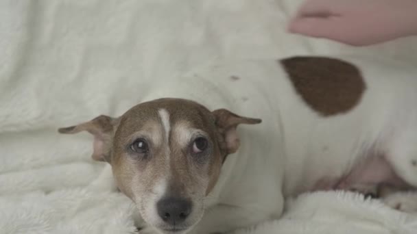 Ung kvinna hand med manikyr husdjur liten gravid hund — Stockvideo