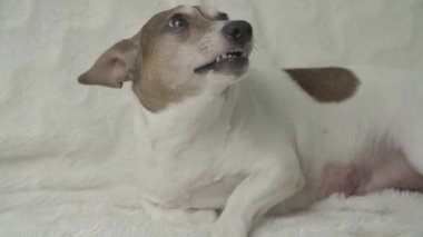 Sevimli küçük hamile köpek havlar ve büyük mideyi korur.