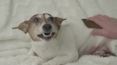 Küçük hamile köpek mideyi genç kadından korur.