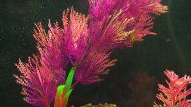 Dekoratif pembe deniz yosunu ve akvaryumdaki küçük turuncu balık.