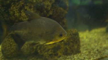 Koyu yeşil ve sarı renkli balıklar mercanlara karşı yüzerler.