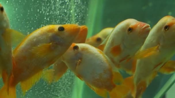École de poissons nage verticalement dans l'aquarium décoratif proche — Video