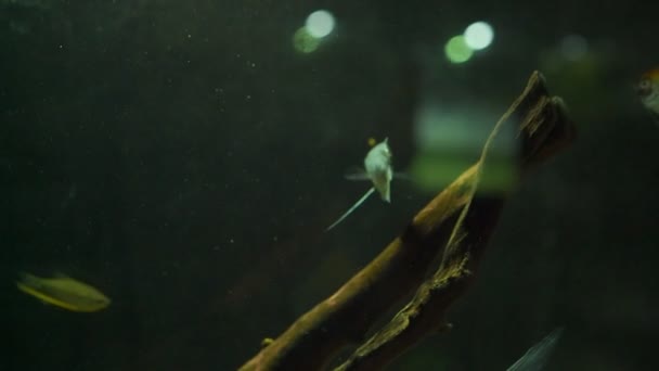 Διακοσμητικά αγγελόψαρα κολυμπά στο ενυδρείο κοντά σε ξύλινο κλαδί — Αρχείο Βίντεο
