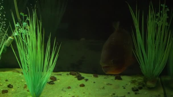 Stora mörkgröna fiskar simmar nära konstgjord lång vattenväxt — Stockvideo