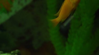 Şirin turuncu balıklar akvaryum suyunda süslemelere karşı yüzerler