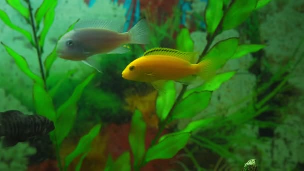 Pequeños peces de acuario de colores brillantes nadan en aguas claras — Vídeo de stock