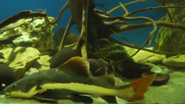 Bagre gris largo nada y deriva en el fondo de arena del acuario — Vídeo de stock