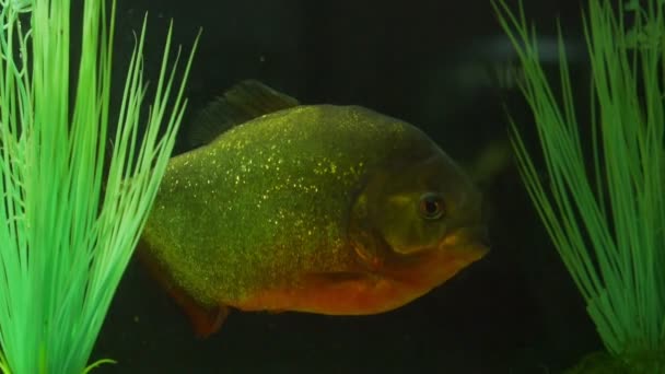 Peces con escamas brillantes y grandes ojos nadando cerca de algas marinas — Vídeo de stock