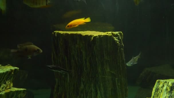 Malé oranžové ryby plave přes speciální dekorativní pařez stromu — Stock video