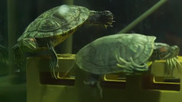Jonge donkergroene schildpadden bewegen pootjes en zwemmen in het aquarium — Stockvideo
