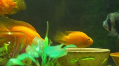 Egzotik cichlid balıkları dekoratif yeşil flora yakınlarında yüzerler.
