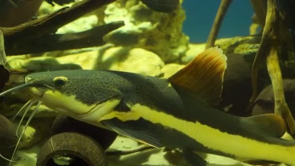 Dark grey catfish moves fins and swims near tree branches — Stock Video