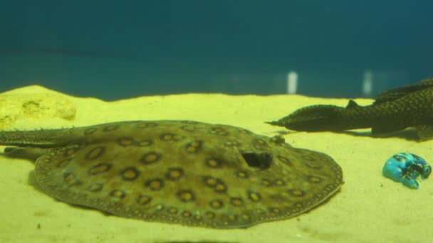 Calambre gris peces nada rápido y se encuentra en el fondo de arena del acuario — Vídeos de Stock