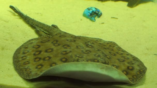 Krampffisch liegt auf sauberem Sandboden in der Nähe schwimmender Welse — Stockvideo