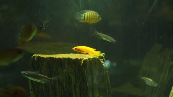 Cichlid fisk simmar i rent akvarium vatten nära trä stubbe — Stockvideo