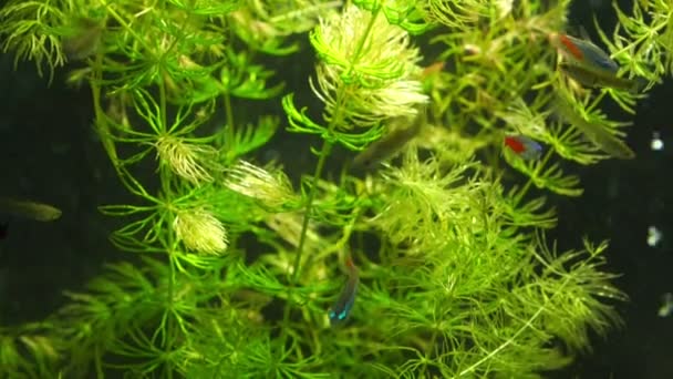 Küçük mavi neon balığı yapay yeşil yosunlara karşı yüzer. — Stok video