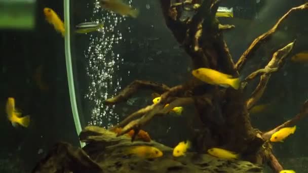 Leuchtend gelbe Buntbarschfische schwimmen neben hölzernen Zweigen — Stockvideo