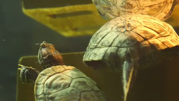 Sköldpadda klättrar på konstruktion i rent akvarium vatten — Stockvideo