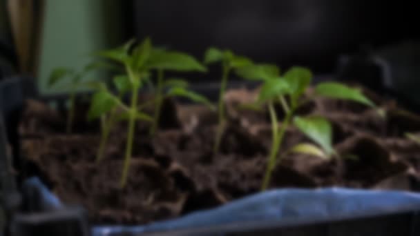 Pot fait à la main avec terre et feuilles vert tendre germées — Video