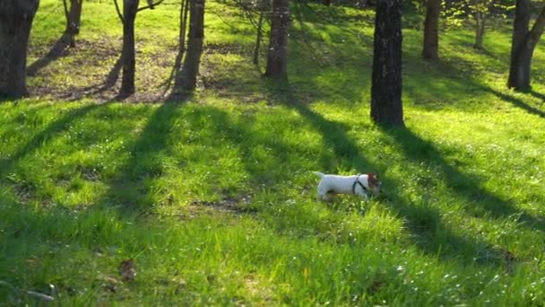 Oyuncu Jack Russell Terrier taze çimlerde koşmayı sever. — Stok video
