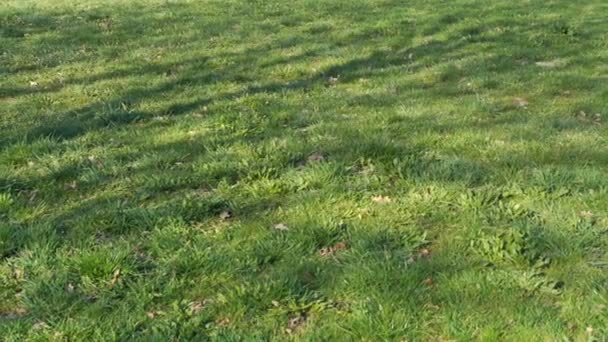 Grenzenlos frisches Frühlingsgras mit leichtem Baumschatten im Park — Stockvideo