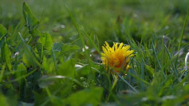 芝生の上の新緑の草の間に黄色のタンポポが育ち — ストック動画