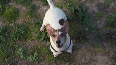 Sevimli Jack Russell Terrier kameraya bakar ve havlar.