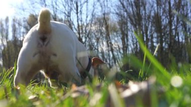Soylu köpek yavrusu parkta taze yeşil ot yemekten hoşlanır.