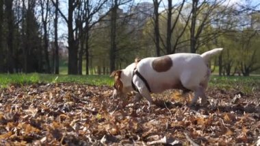 Russell Terrier boynunda tasmayla kuru yapraklar boyunca yürüyor.