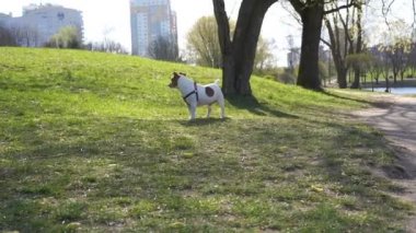 Dost köpek sokakta yürüyor ve bahar çimenleri boyunca koşuyor.