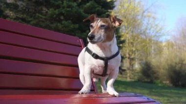 Beyaz ve kahverengi Jack Russell Terrier tahta bankta oturuyor.