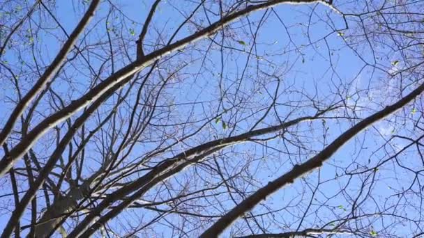 Diagonal thin tree branches with small leaves grow in park — Stock Video