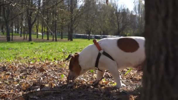 Kutya barna szájkosár séták a parkban, és pisil a fa közelében — Stock videók