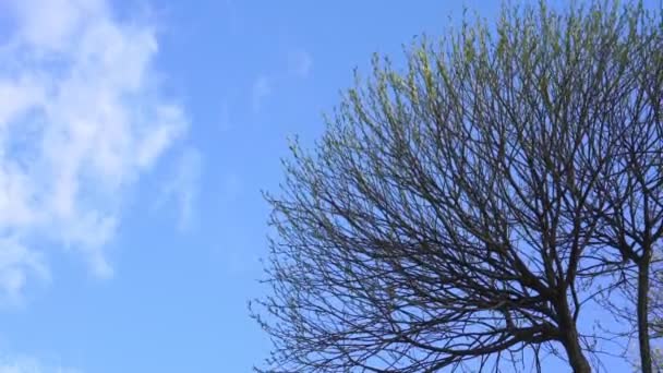 Lekki wiatr wieje gołymi gałęziami drzew rosnącymi na błękitnym niebie — Wideo stockowe